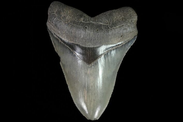 Serrated, Fossil Megalodon Tooth - Beautiful Color #78907